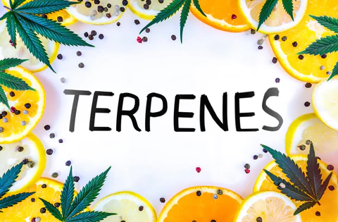 cannabis-flower-terpenes-give-off-rich-aromas-and-taste_480x480