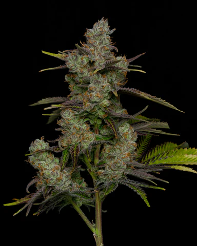 pineapple-express-is-sativa-dominant-weed-strain_480x480